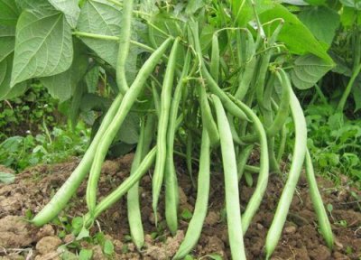 适合七月份种植的蔬菜 7月份夏季高温栽什么菜合适