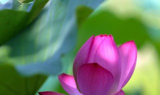 刚摘的莲蓬怎么保鲜 刚摘的莲蓬保存的方法