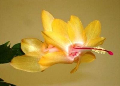 适合冬天养殖的植物 适合冬季养殖的植物