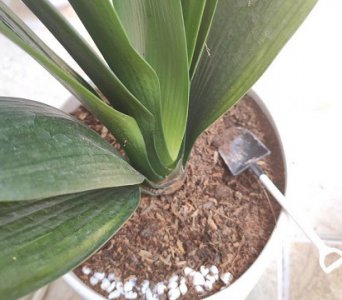 君子兰什么时候换盆 君子兰换盆时间和方法