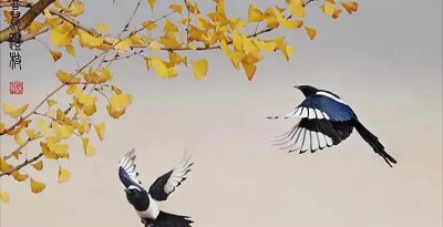 喜鹊搭窝有什么征兆 家里有喜鹊窝预示着什么意思