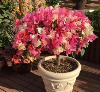 三角梅扦插后如何管理生根快 三角梅枝条生根快妙招