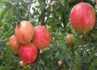 石榴树哪个品种好 目前石榴什么品种最好