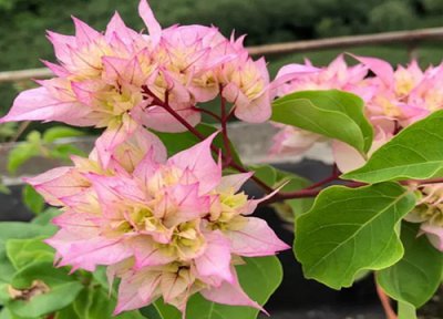 三角梅开花怎样浇水 三角梅浇什么水花开满枝头