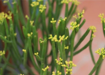 玉树养多久才能开花 养多长时间开花一次