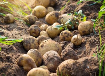 种植马铃薯如何防治虫害 常见马铃薯地下害虫防治技术