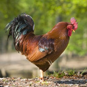 属鸡的生肖晚年幸福吗 属鸡的后半生命运怎么样