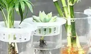 北方冬天有哪些水培花卉 北方冬天有什么水培花卉