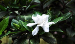 如何使枙子花保鲜 怎样让新鲜的枙子花保存更久