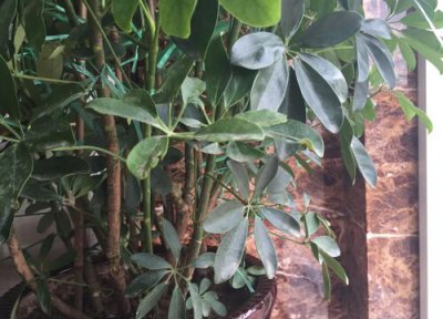 聚财树喜阴还是喜阳 聚财树喜阴还是喜阳光的植物