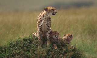 世界上最灵活的10种动物 世界上最敏捷的动物是什么动物