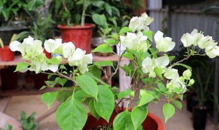 三角梅什么季节换盆好 三角梅哪个季节换盆好