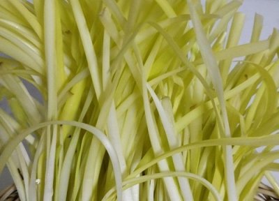 韭黄可以生吃吗 生吃的功效与作用