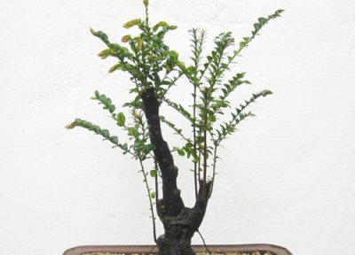 小叶紫檀是否怕冻 小叶紫檀冬天怎么养护