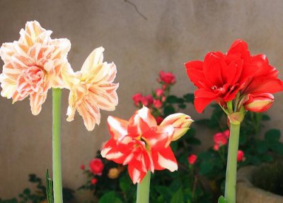 朱顶红开花时间 朱顶红怎么养才开花