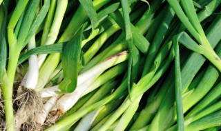 蒜苗怎样保存一年都不坏 蒜苗如何保存
