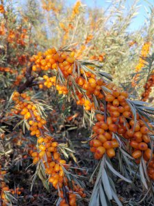 沙棘的产地哪里好 全国沙棘产地主要分布地区