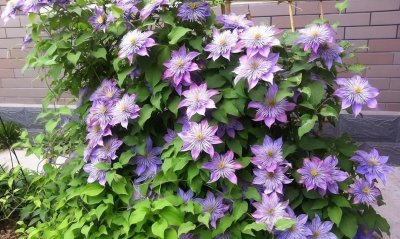 铁线莲喜阴还是喜阳光的植物 太阳照射长得旺盛且开花多