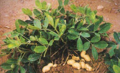 春花生什么时间播种合适 春花生种植与管理注意事项