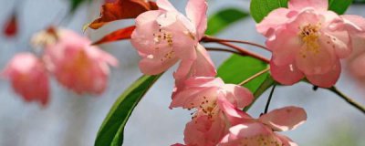 海棠叶子发黄干枯怎么回事 海棠叶子干枯发焦原因与补救