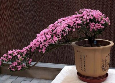 腊皮杜鹃期时间 腊皮杜鹃花期是什么时候