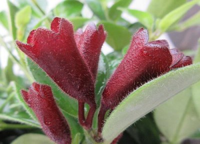 口红花什么时候开花 一年开几次花