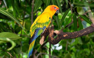 玄凤鹦鹉一年繁殖几窝合适 家养鹦鹉会自己繁殖吗