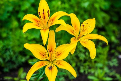 象征友谊一辈子的花语 什么花的花语是永远的友谊