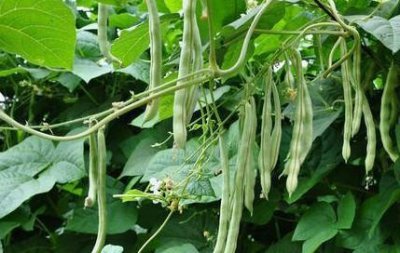 豆角叶子干枯萎什么原因 豆角开花不结豆角枯死解决办法