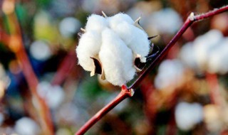 大自然中的棉花都是白色的吗 关于棉花的介绍