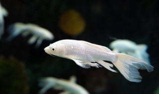 鱼缸可以放卧室吗 鱼缸放在卧室可以吗