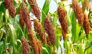 高粱适合什么地方种植 高粱适合哪些地区种植