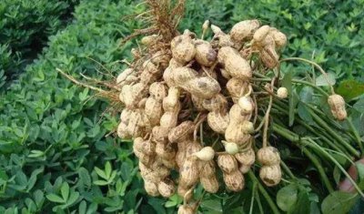 花生开花期怎样种植与管理产量高 花生花期管理技术要点