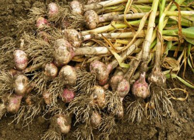 大蒜几月份种植最好 什么季节种最合适