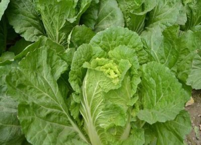 冬季小白菜怎样防冻 冬大白菜突遇寒流的防冻措施