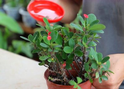 虎刺盆景的养殖方法 虎刺盆景的养殖方法和注意事项