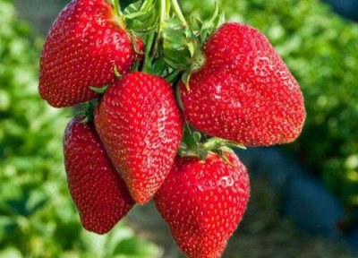介绍巧克力草莓是什么品种 巧克力奶油草莓产地是哪里