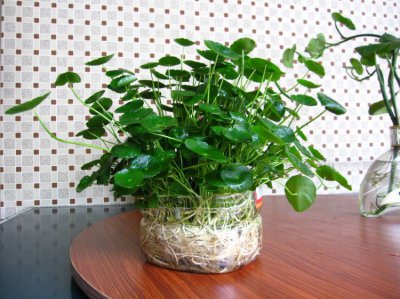 矿泉水瓶的用途都有哪些 用过的矿泉水瓶别再扔了