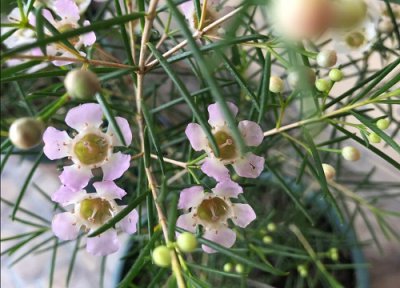 梅花是植物吗 属于什么类型植物