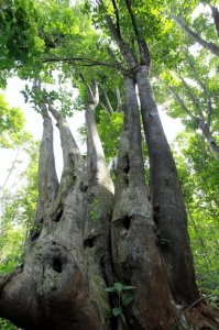 沉香哪里的产地最好 海南尖峰岭出产沉香色泽光亮香气甜美