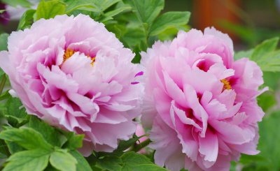 中国国花是牡丹还是梅花 我国国花是什么花名