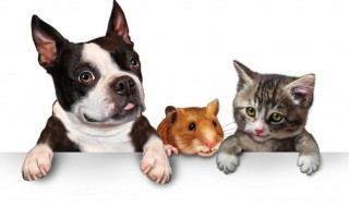 狗狗冬天怎么养才能活 狗狗冬天如何养