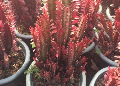 龙骨腐烂变软怎么救 红龙骨腐烂后如何处理