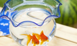 鱼缸里下盐多久能清洗 用盐水给鱼缸消毒需要多长时间