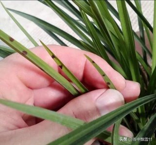 兰花叶片上出现黑斑用什么办法 叶子起黑斑怎么治疗处理
