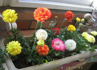 花毛茛什么时候开花 花期几月份