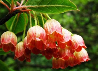 灯笼树作用 灯笼树有什么作用