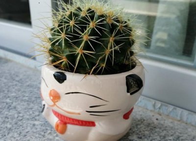 仙人球是否怕冻 仙人球冬天怎么养护