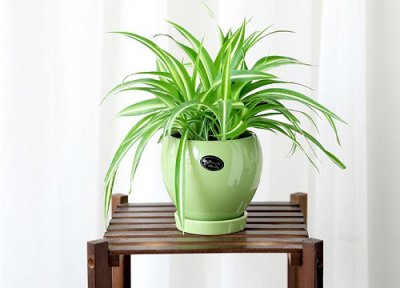 吊兰长虫用什么方法除虫 有很多小飞虫能用杀虫剂喷吗