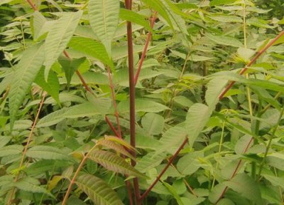 香椿栽种时间 香椿种植时间和方法